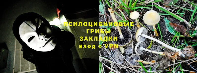 omg ONION  Западная Двина  Галлюциногенные грибы Cubensis 